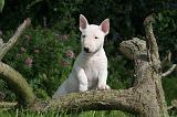 BULL TERRIER MINIATURE 173